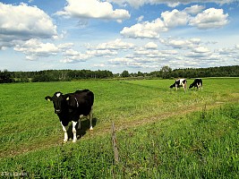 Lehmiä pellolla